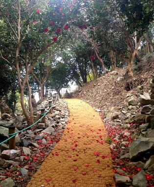 완도 약산 동백숲 피톤치드 발생량 내륙보다 3배 높아