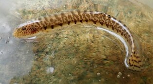 멸종위기 1급 민물고기 '좀수수치' 2천마리 고흥 고읍천에 방류