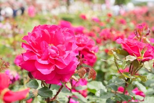 천만 송이 삼척 장미축제 매력에 33만명 홀딱 반했다