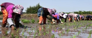 강진군, 손 모내기로 전통농업 명맥 살린다