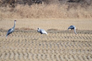 김포 한강하구 찾는 천연기념물 재두루미 증가…보호 강화