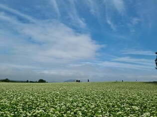 2023 보롬왓 오감만족 제주메밀꽃축제 27∼30일 개최