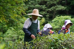 "부처님 오신 날, 맑은 차 한 잔" 대흥사 초의차 재현