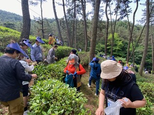 국내 최북단 야생 녹차밭을 아시나요…'익산 웅포' 여행지 부상