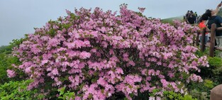 '천상엔 철쭉·지상엔 양귀비'…꽃물결 휩싸인 단양