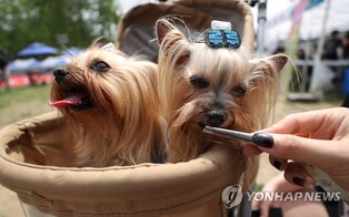 "내 반려견이 달라졌어요" 강릉시, 행동 교정 프로그램 운영