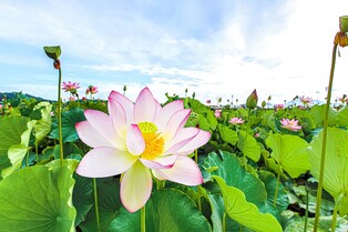 "700년 된 연꽃 보러오세요" 세종수목원 아라홍련 특별전
