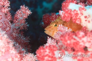 천연기념물 제주 연산호 보존 대책 추진…훼손 경위도 조사