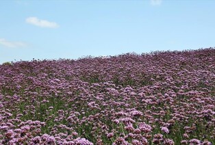 버들마편초꽃 '활짝'…보랏빛 물든 신안 퍼플섬의 유혹