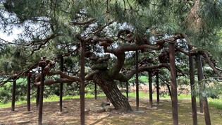 이천시, 천연기념물 백송·반룡송 후계목 육성