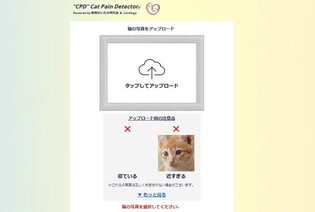 "고양이 사진으로 AI가 질병유무 판단" 일본서 무료 앱 등장