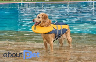 "댕댕이도 여름휴가 가요"…반려동물 물놀이용품 인기