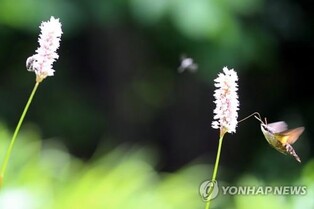 해발 1천418ｍ 천상의 화원 금대봉에 야생화 활짝