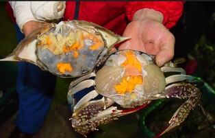 '꽉 찬 알에 맛도 일품'…진도 서망항, 봄 꽃게로 출렁