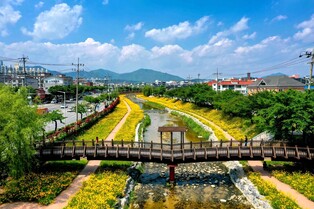 [픽! 제천] 노랗게 물든 제천 하소천…금계국 만발