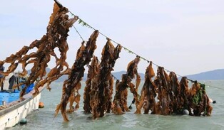 [픽! 완도] 제철 다시마 건조하기 딱 좋은 날