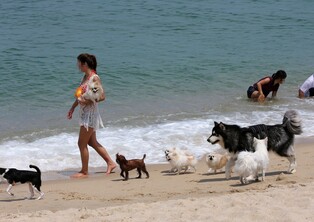 "나의 애견과 함께 피서를" 강릉시, 반려견 동반 해수욕장 운영