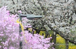 S. Korea experiences warmest spring this year: weather agency
