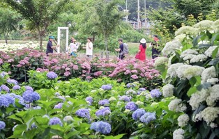 '1만6천본 수국 향연' 공주 유구수국정원 꽃축제 23∼25일 열려