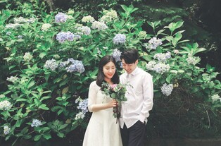 '화훼 1번지' 강진서 30일부터 수국길 축제