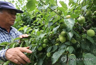 "재배 농민은 배앓이 안 해요"…단단하게 여문 매실 수확 한창