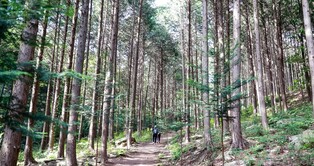 [픽!진안] "부귀 편백숲에서 산림욕 즐겨봐요"