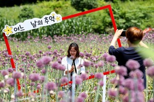 강진서 코끼리마늘꽃 배경으로 인생사진 '찰칵'