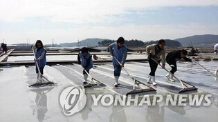 신안 천일염 농협 판매·배송, 다음 주 재개