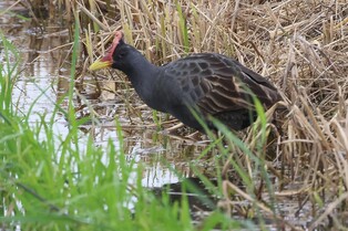 [픽! 서산] 천수만 찾은 천연기념물 뜸부기