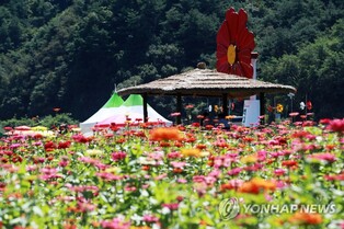 평창군, 백일홍 6만주 식재…9월 22일 축제 때 8만주 '활짝'