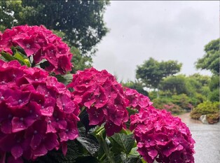 신안군 '섬 수국축제' 2만여 명 다녀가