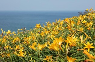'야생화 천국' 신안 홍도서 내달 7일 원추리 축제