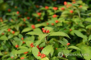 멸종위기야생식물 제주 죽절초·비자란 자생지 복원 추진