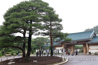 청와대 관저 앞 소나무 세그루…"노태우·노무현 대통령이 심어"