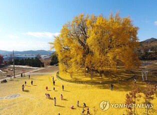 천연기념물 167호 원주 반계리 은행나무 광장 조성 사업 '박차'
