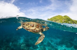 [여행소식] 필리핀 관광부 "필리핀은 다이빙의 성지"