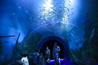 단양 다누리아쿠아리움, 휴가철 휴관 없이 1시간 연장 운영