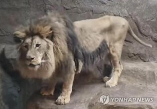 Visibly malnourished lion to leave private zoo for new home