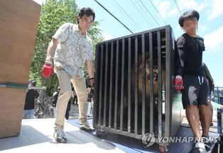 (LEAD) Visibly malnourished lion leaves private zoo for new home