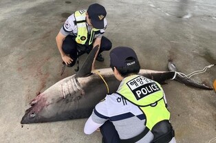 삼척 임원항 앞바다 혼획 상어, 식인상어 아닌 '악상어' 확인(종합)