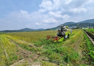 "여름 메밀 풍작이요"…관광자원 성공한 횡성 버덩말 수확 한창