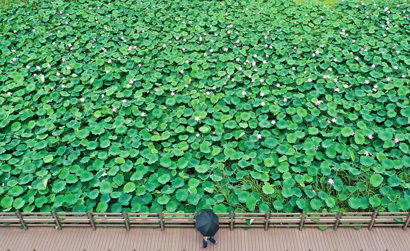 [K-Geography] Lotus ...