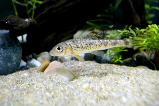 국립문화재연구원, 금강에 천연기념물 어름치 1천마리 방류