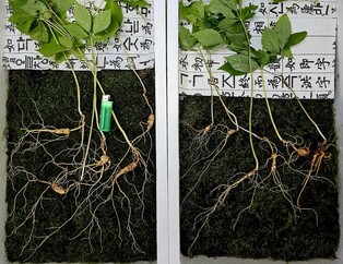 지리산서 4대 가족군 천종산삼 11뿌리 발견…모삼 수령 70년
