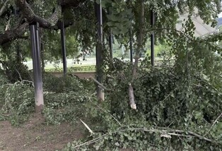 나무 쓰러지고 담장 무너지고…장마로 국가유산 10건 피해