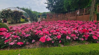 백만송이 장미원 등 '부천 8경' 선정…관광객 유치 활성화