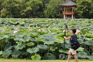 연분홍 연꽃과 문화공연…전주 덕진공원서 15일부터 축제
