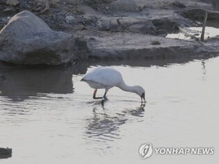 사람 손에서 자연 품으로…멸종위기종 저어새 3마리 방사