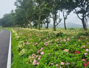 축제 끝났지만…1천4만송이 신안 도초도 수국정원 개방