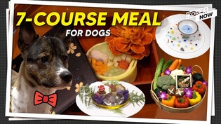 Korea's upscale dining: 7-course omakase-style meals for dogs!
